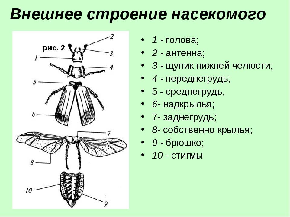 Стрекоза решетчатая: описание внешнего вида и образа жизни амфибиотических насекомых