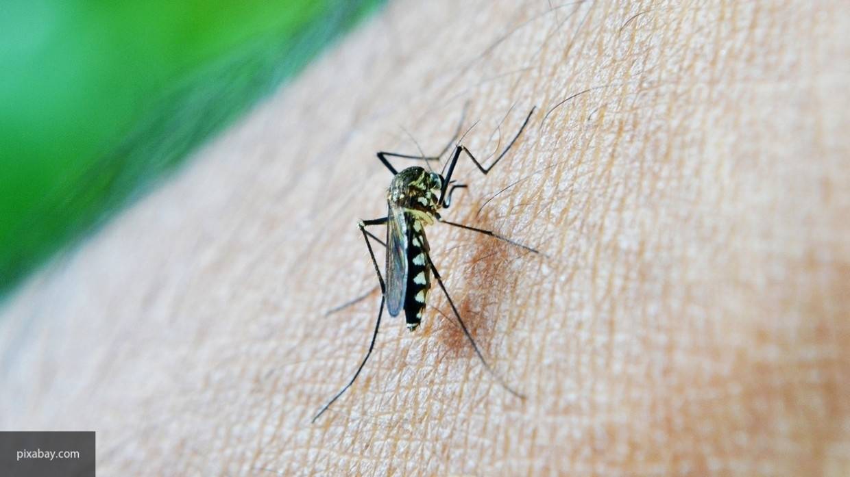 В каких странах и городах нет комаров