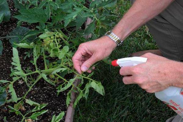 Что делать, если в теплице на помидорах появилась белокрылка