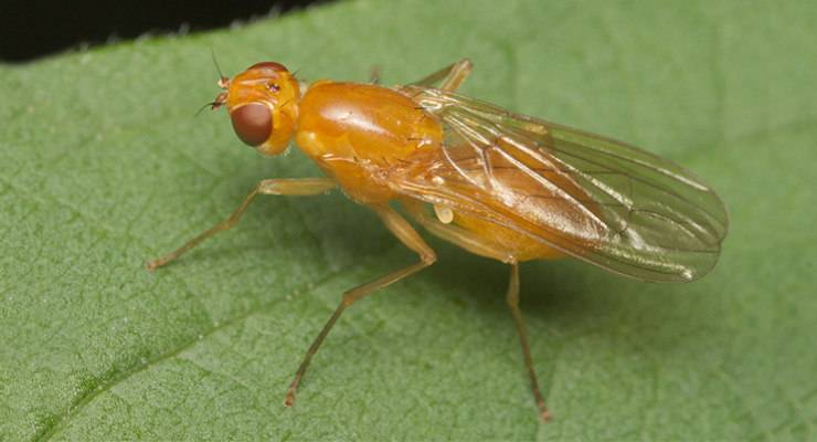 Морковная муха: как с ней бороться, описание и признаки появления