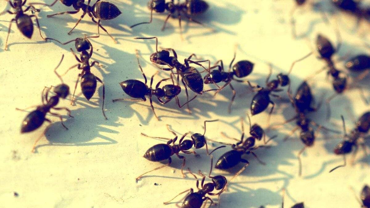 Черный муравей: как избавиться от надоедливых букашек дома или в квартире? русский фермер
