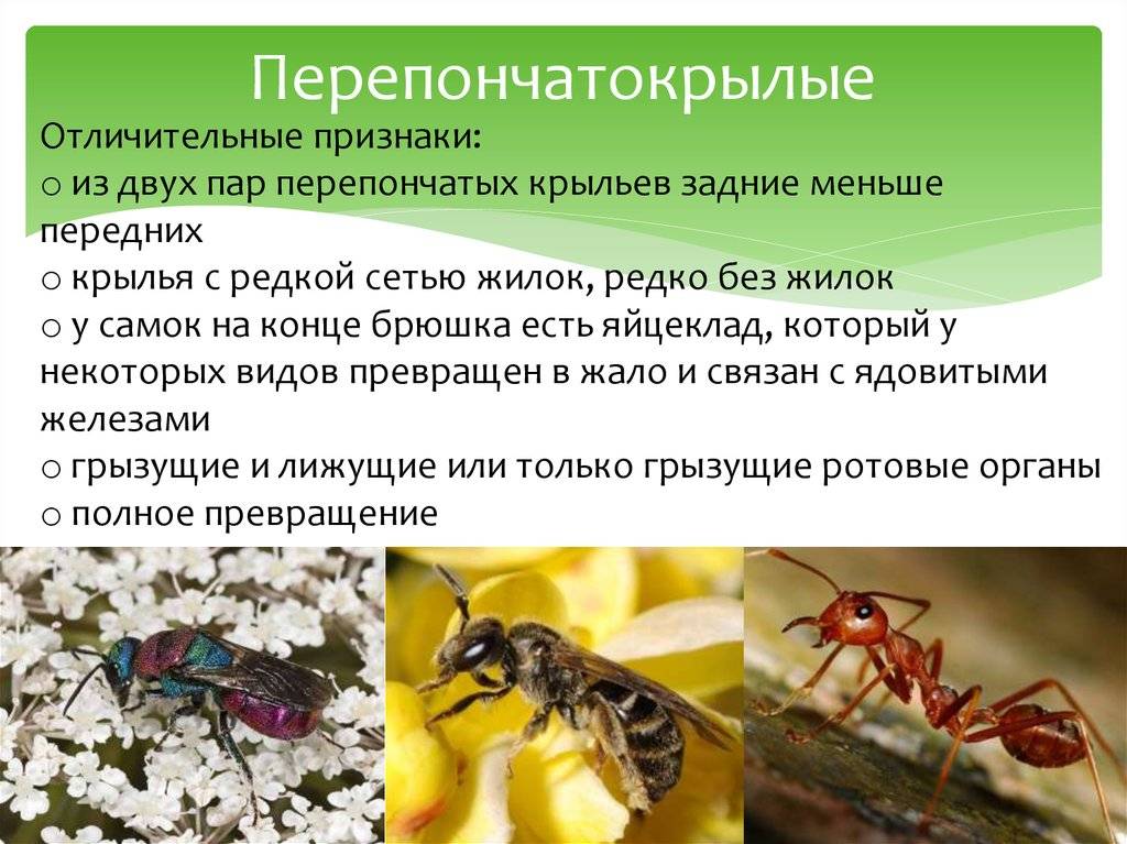 Осы: виды насекомых и их особенности