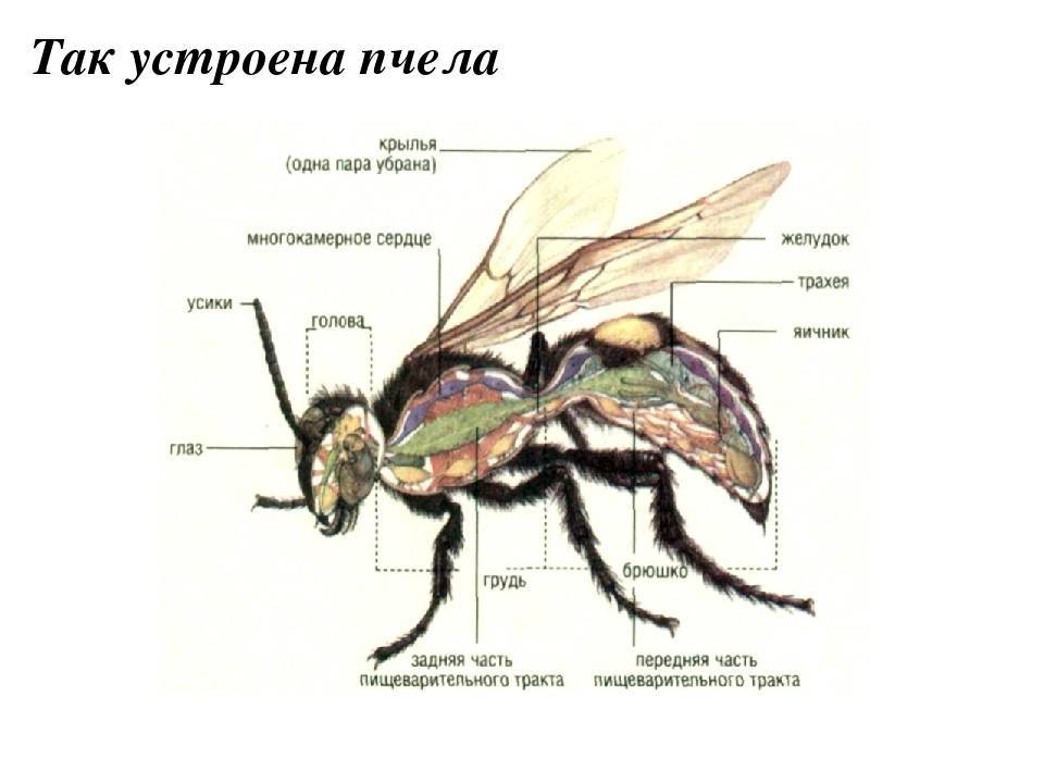 Описание и фото лесной осы. о диких осах и их личинках