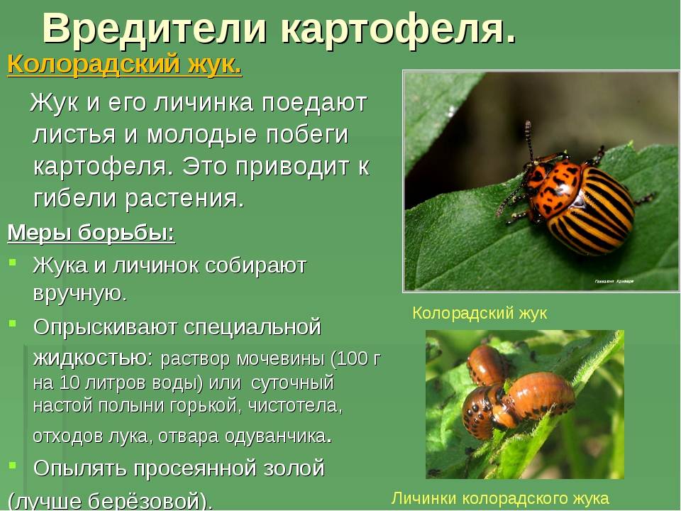 Какие растения отпугивают колорадского жука: методы пассивной защиты
