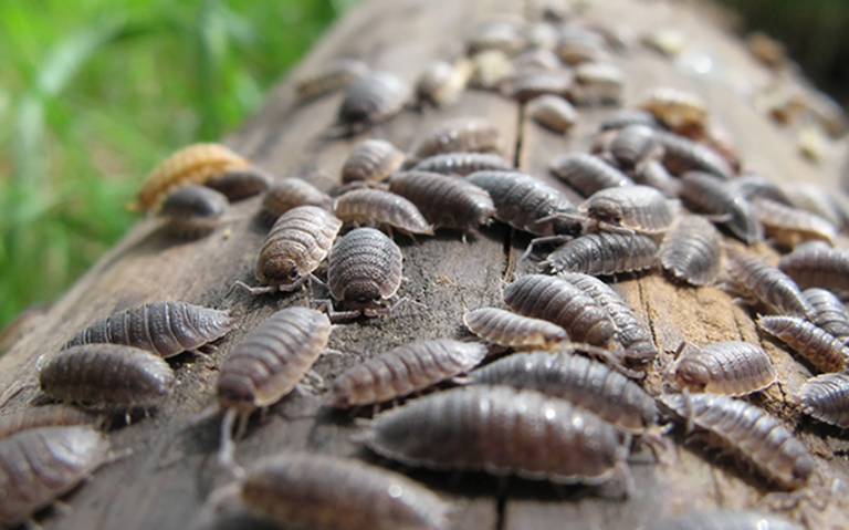 Мокрицы - откуда берутся насекомые и как от них избавиться