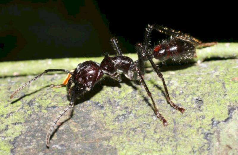 О муравьях-пулях: обыкновенная жизнь необычных насекомых. муравей-пуля (paraponera clavata)