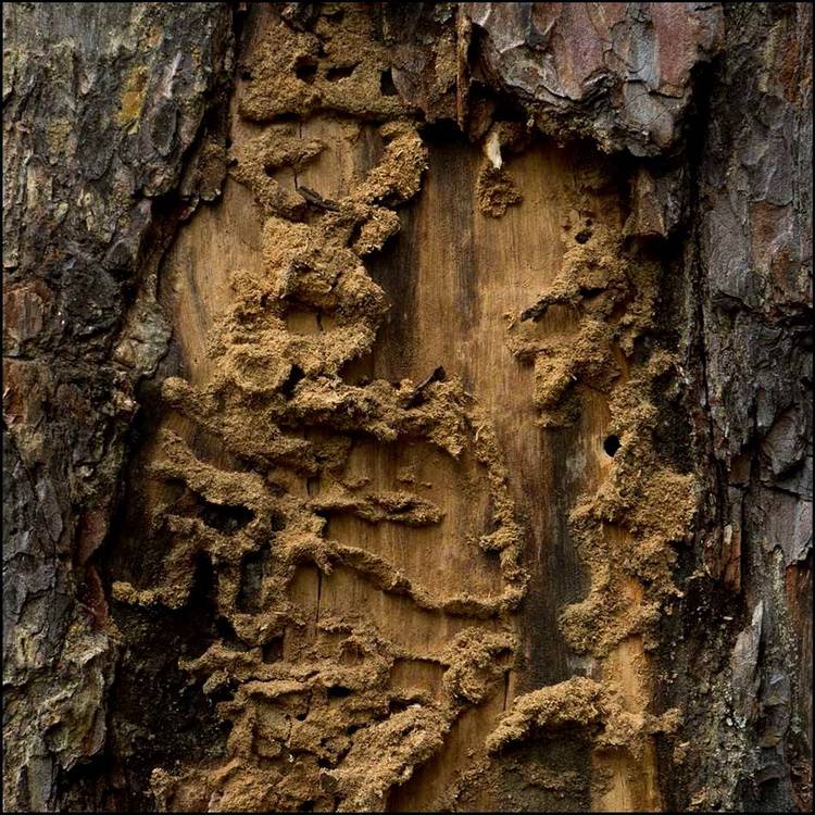Гравер обыкновенный – вредитель хвойных лесов