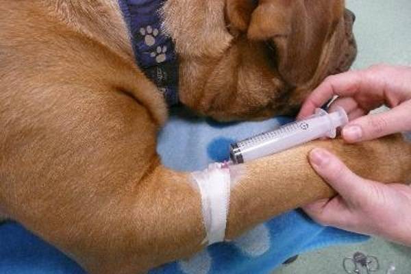 Прививка от клещей для собак – факты и заблуждения