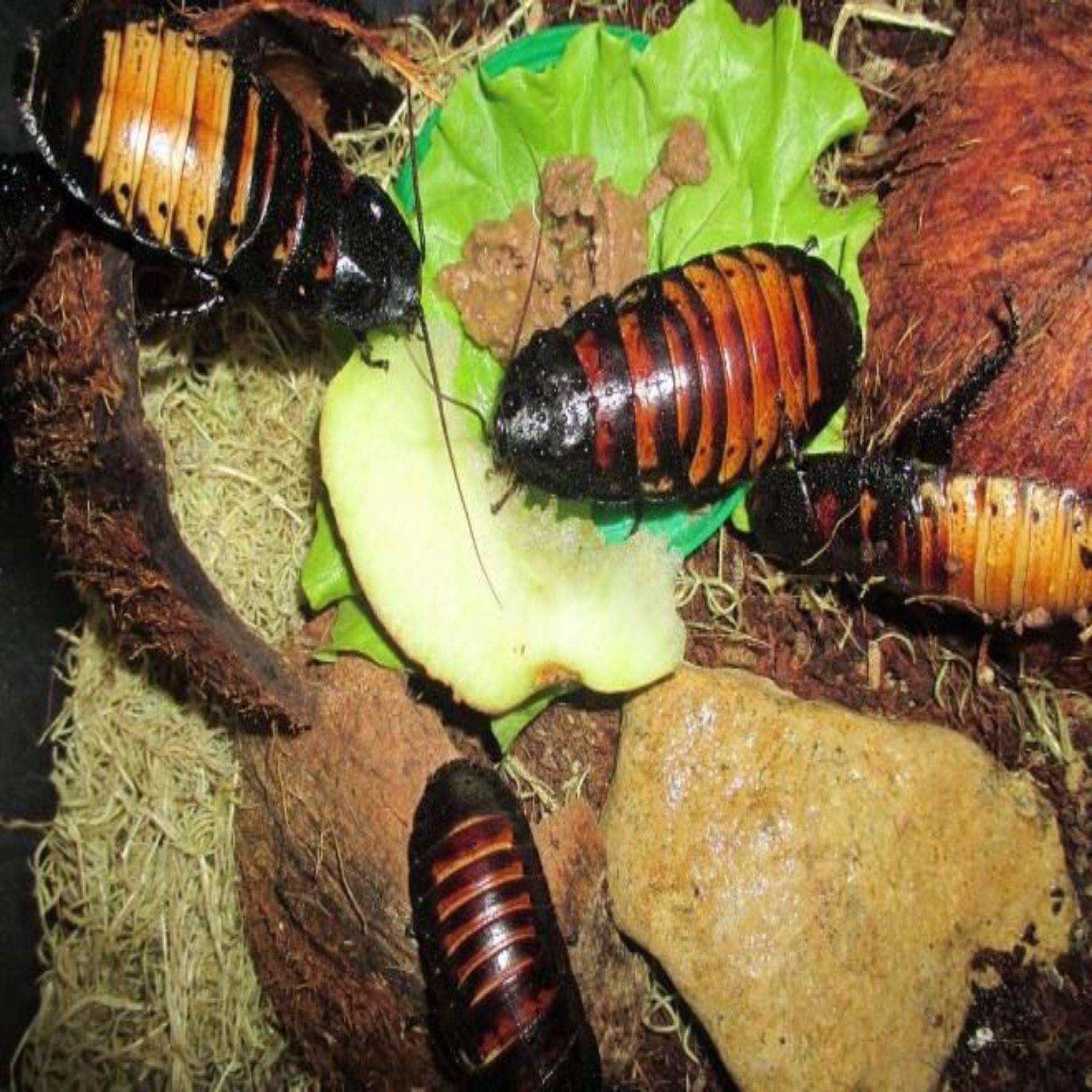 Тараканы - как готовить мадагаскарских тараканов