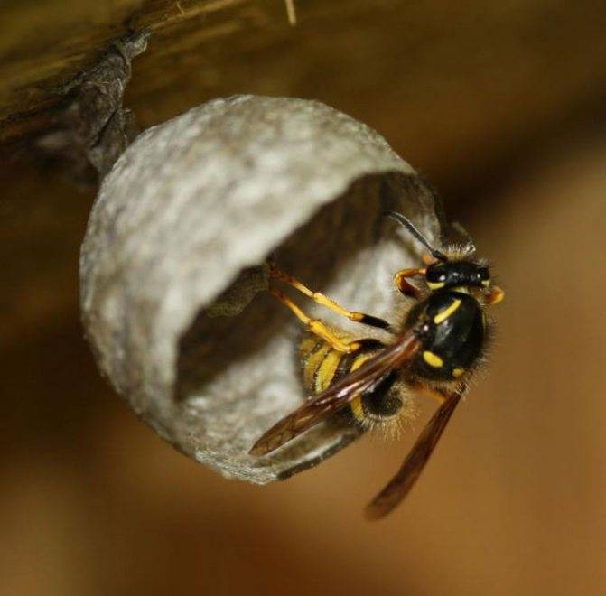 В чем заключается отличие осы от пчелы: основные различия