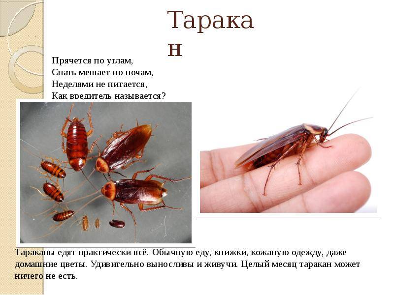 Тот, кто ест тараканов, наш друг и союзник по борьбе с домашним паразитом