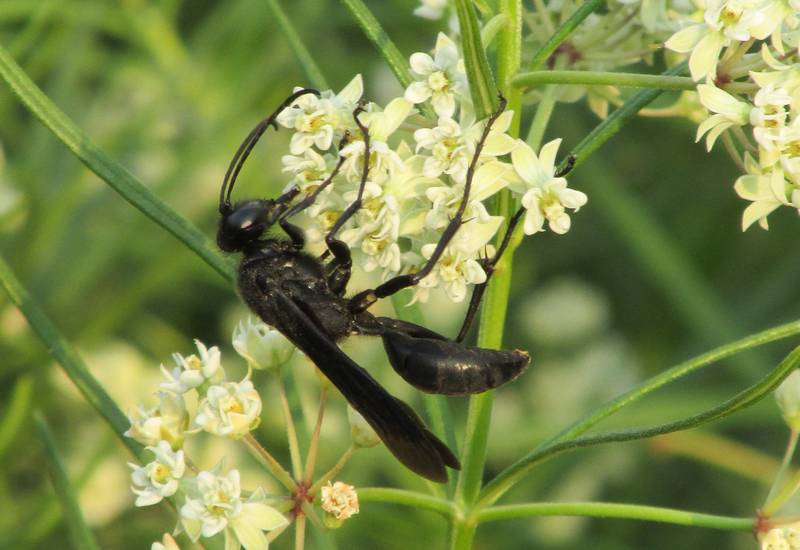 Черные осы: насколько они опасны, методы борьбы, места обитания, истребительницы пауков