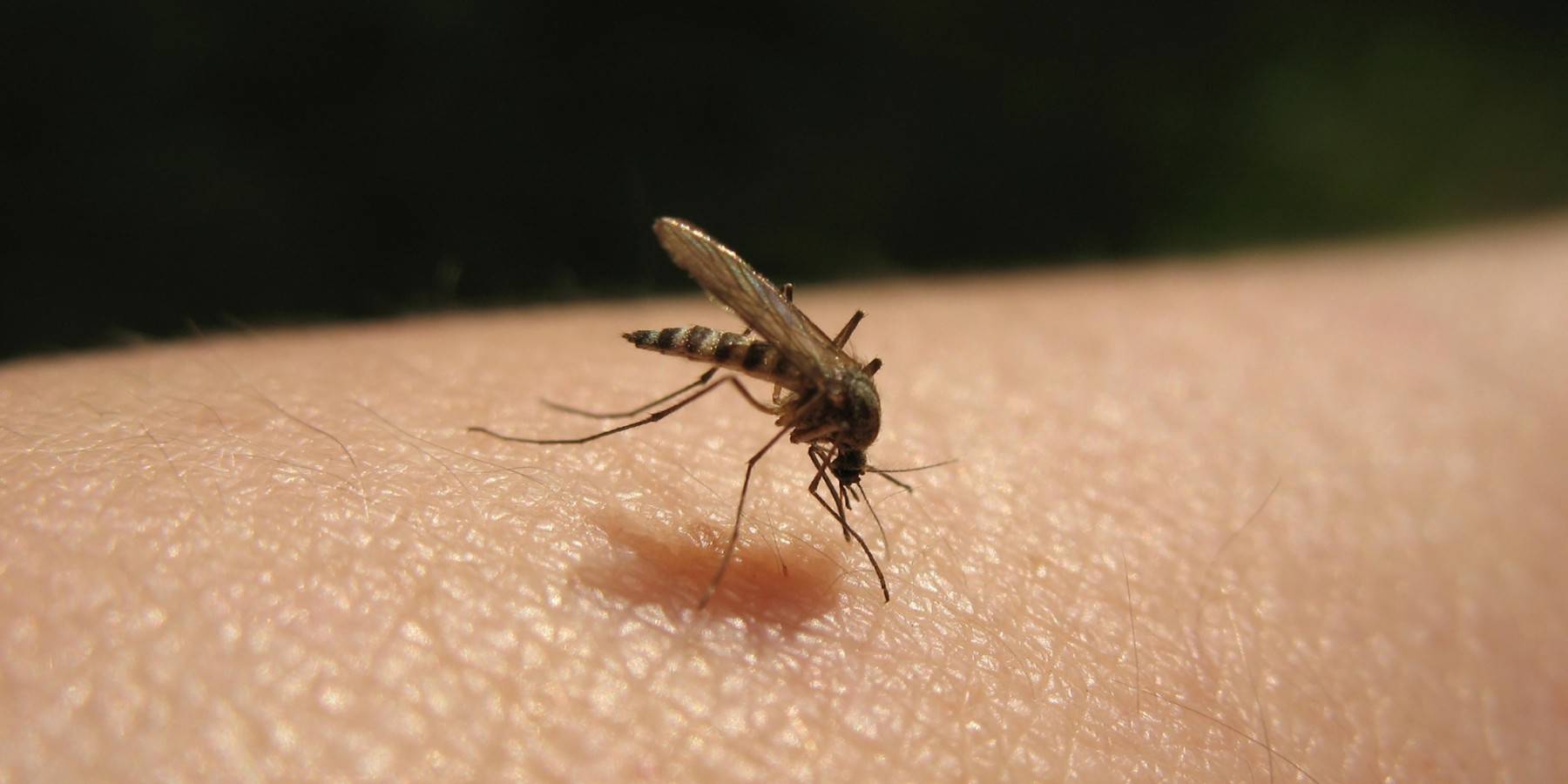 Сколько нужно комаров, чтобы выпить всю кровь у человека