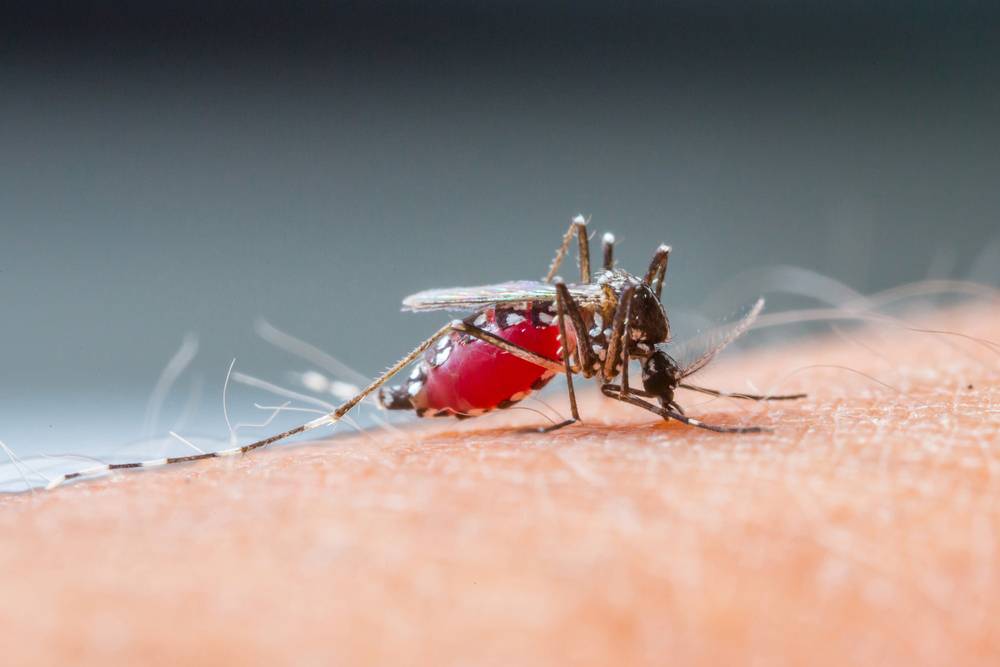 Зачем комары пьют кровь и для чего она им нужна? • всезнаешь.ру