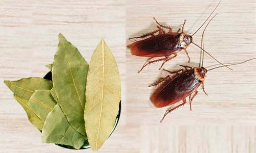 Лавровый лист от тараканов: как использовать и помогает ли?