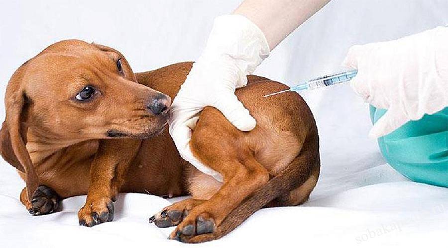 Прививка от клещей для собак — нужно ли делать всем?