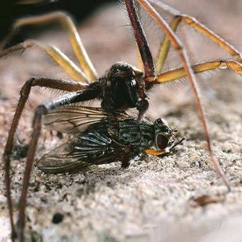 Домашние пауки: опасны ли для человека, виды, приметы
