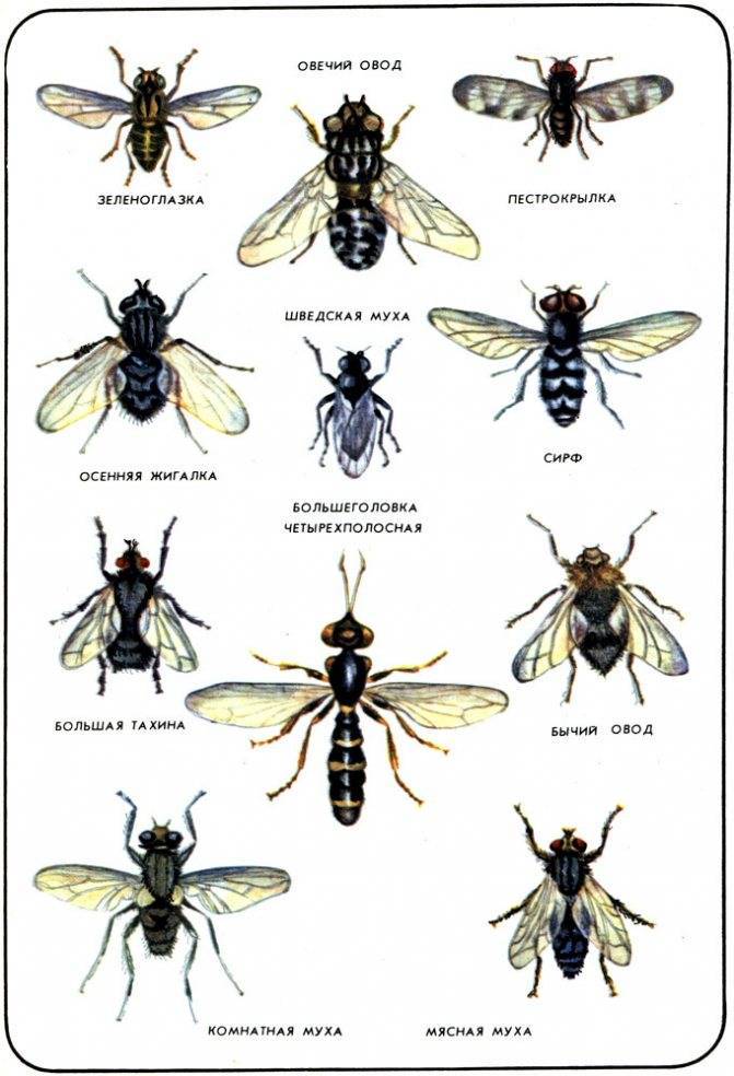 Описание и фото укусов разных видов насекомых у детей и взрослых