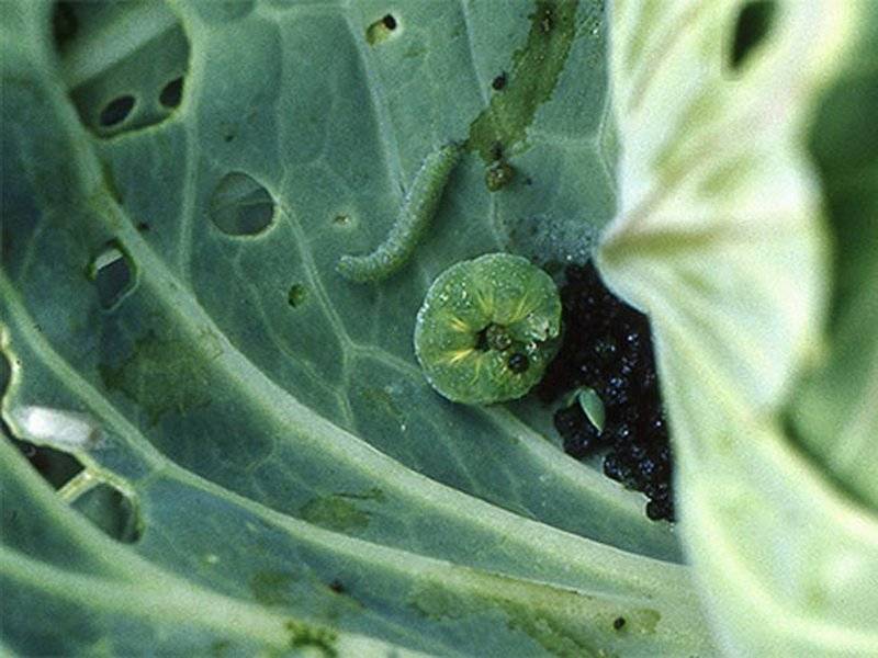 Борьба с капустной молью - химические препараты и народные средства