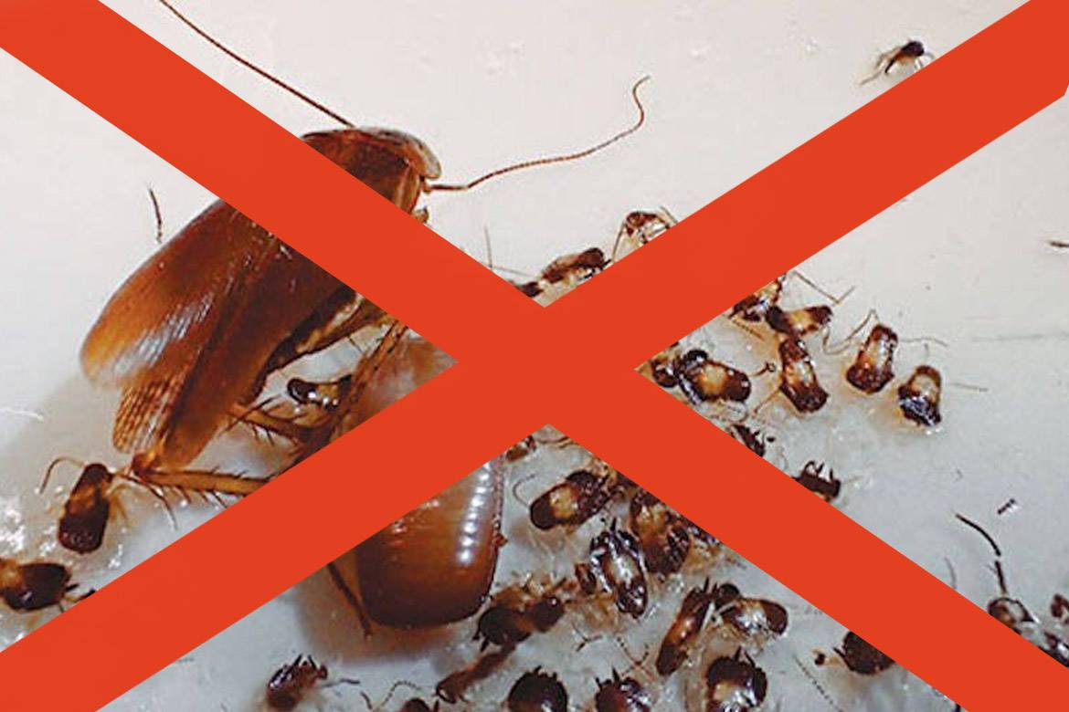 Откуда берутся тараканы в квартире: причины появления, где прячутся, что делать и как от них избавиться