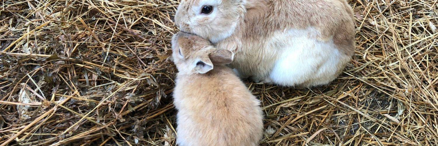 Блохи у кроликов: как вывести, какие использовать средства от блох