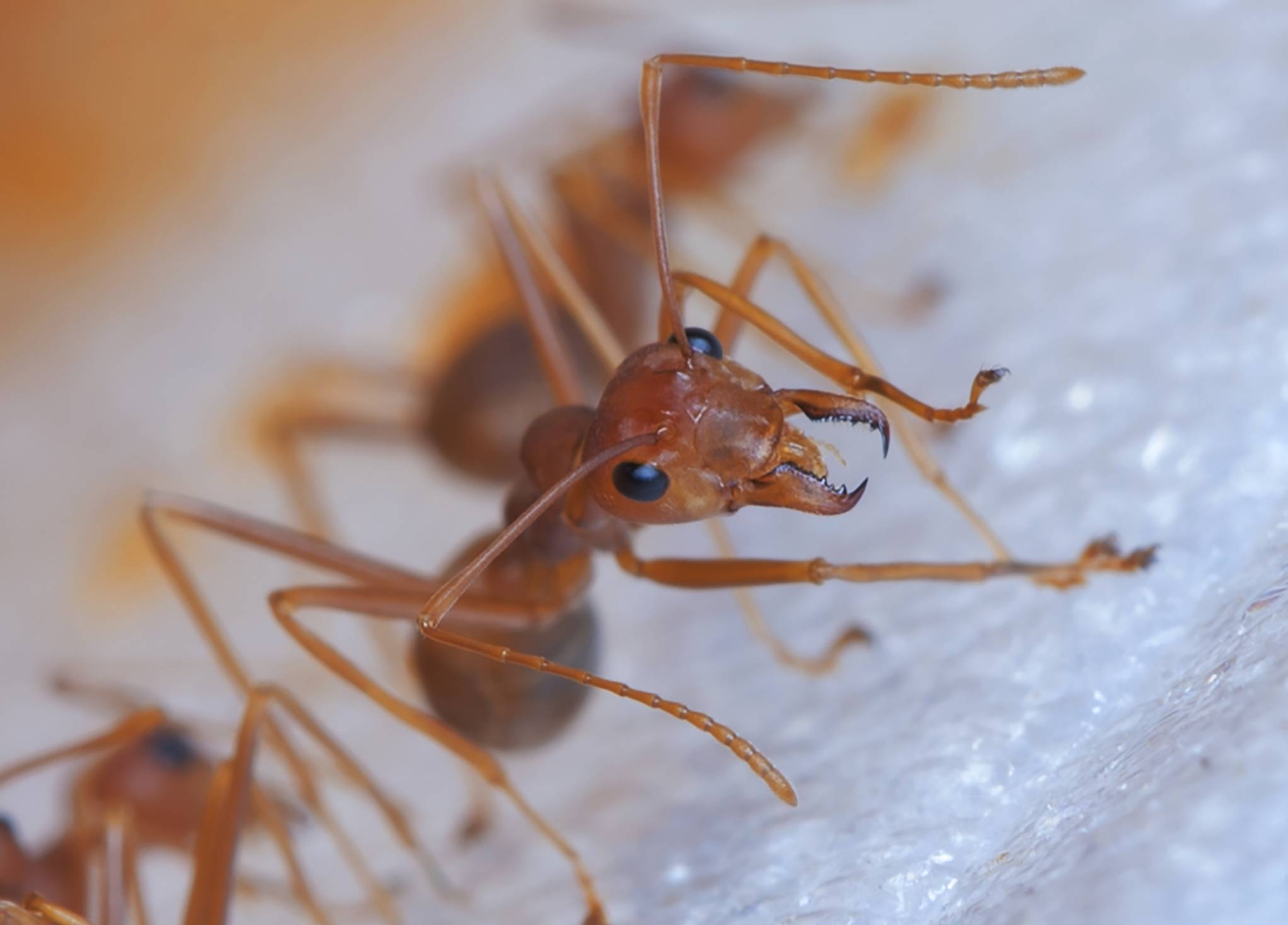 Как называется красный муравей. огненные муравьи. кто больней укусит? история красных муравьев