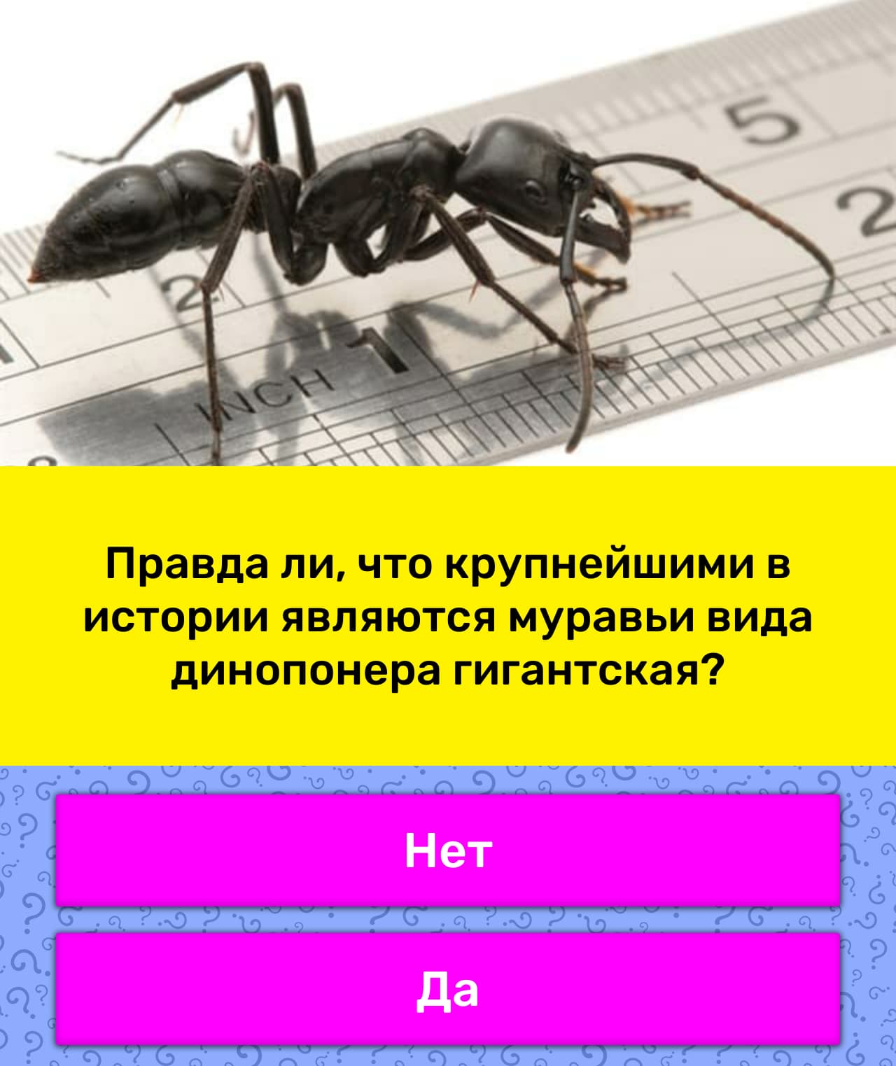 Самый большой муравей в мире