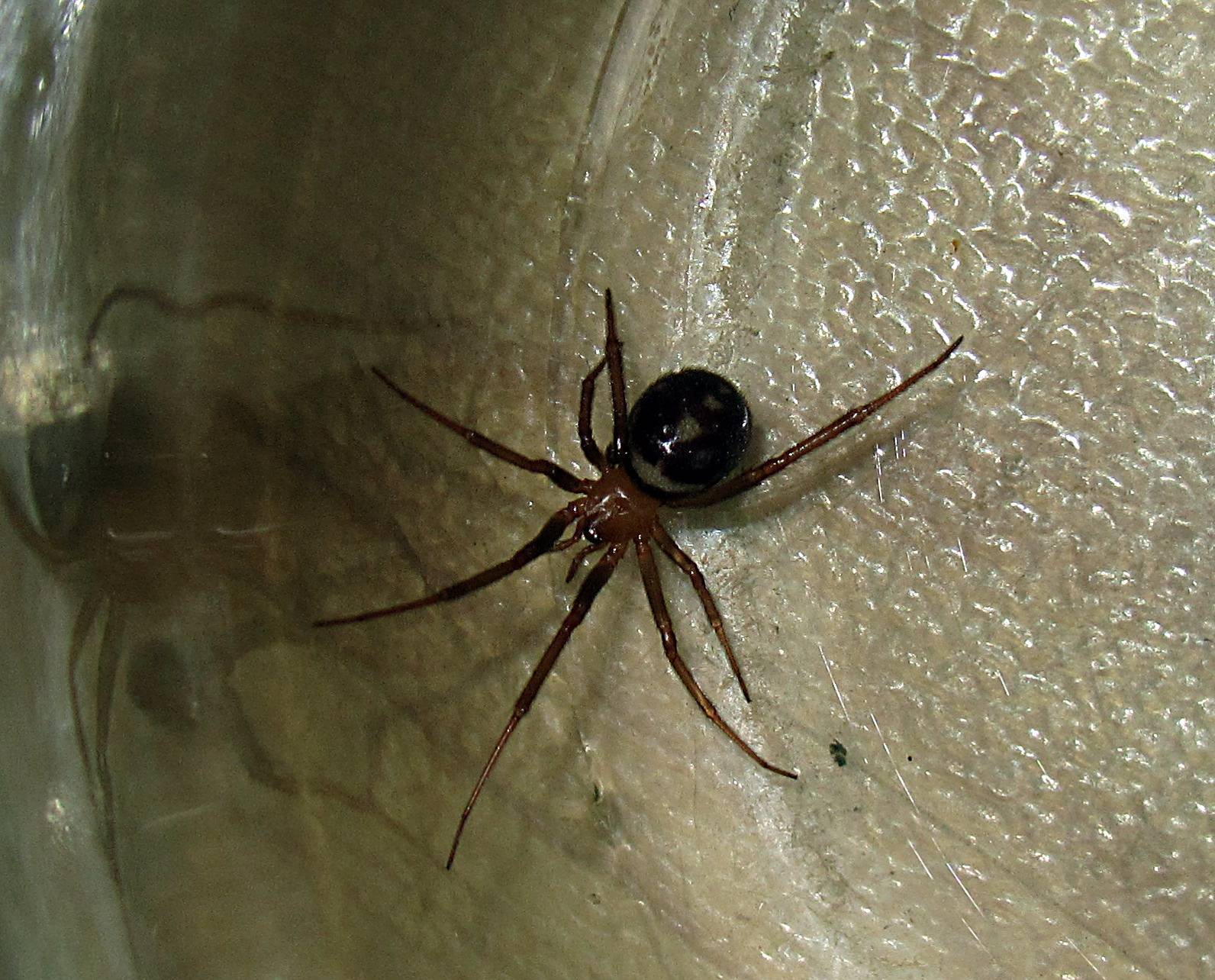 Комнатный паук: жизненный цикл и размножение домашнего насекомого