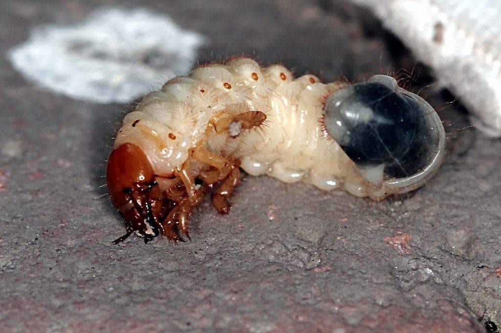 Личинки майского жука и медведки: фото, описание капустянки, и как избавиться от неё и бороться с хрущем, каковы отличия насекомых, как они выглядят?