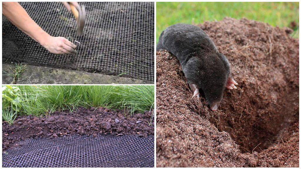 Борьба с мышами в огороде и саду. основные способы и методы борьбы