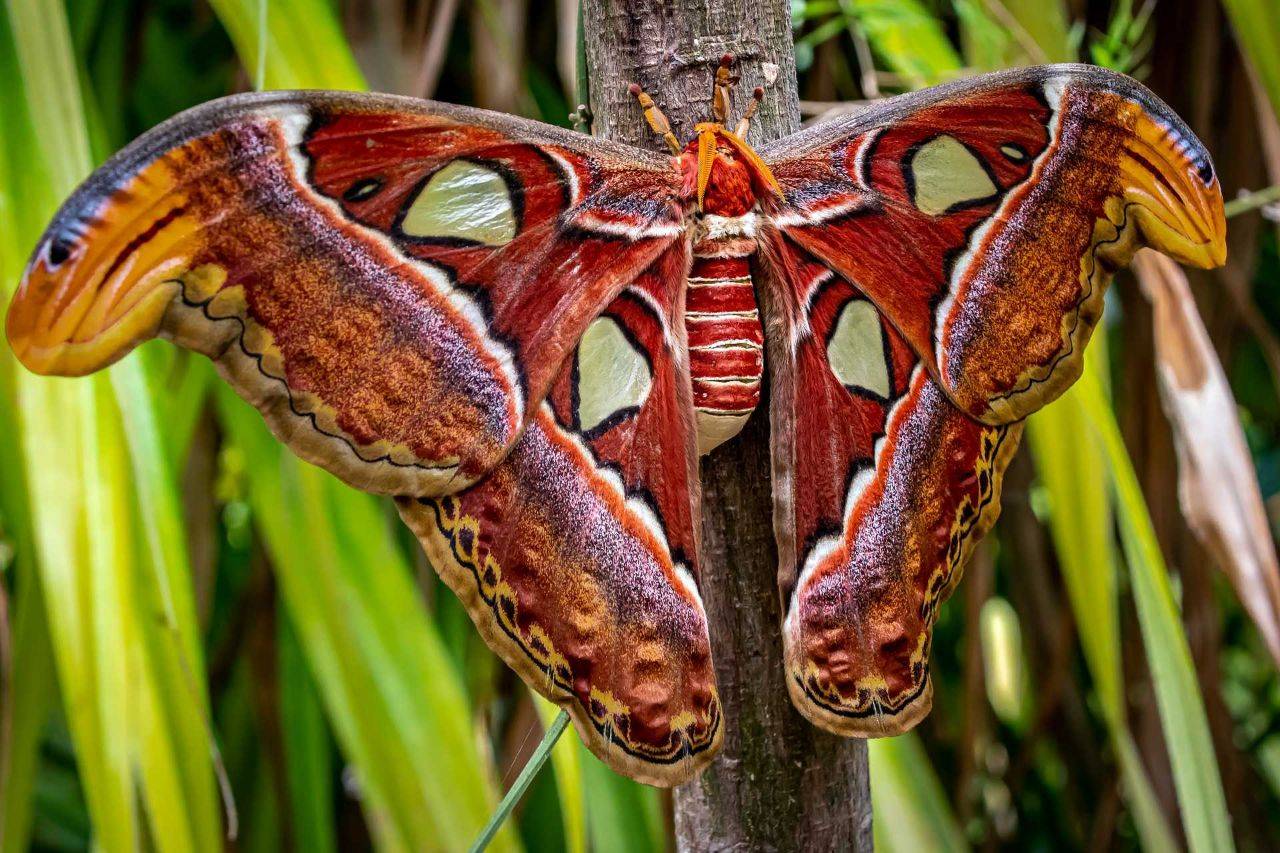 Бабочки сибири: фото и интересные факты — блог милы