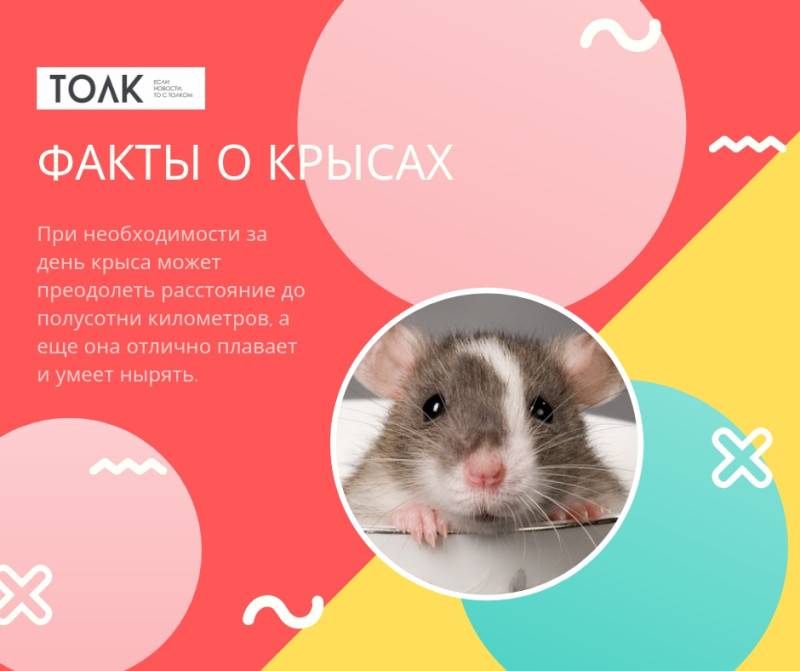 20 интересных фактов про крыс: особенностей, о которых вы могли не знать