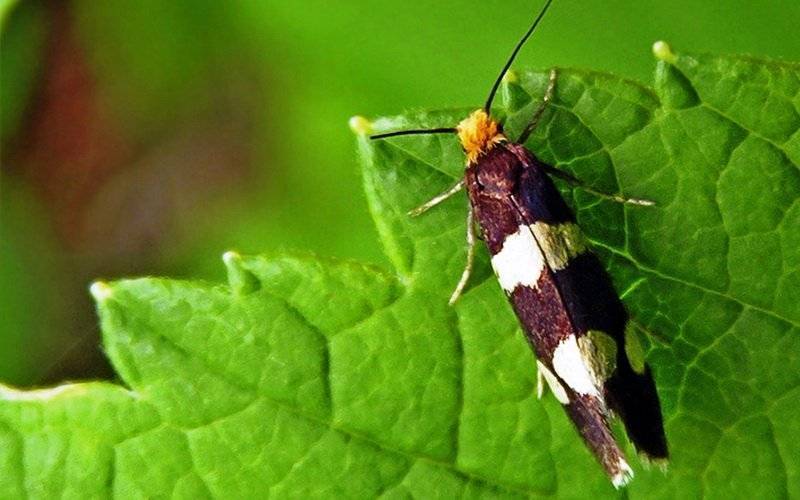 Малиновая стеблевая муха — методы борьбы с ней, чем обрабатывать весной и летом в качестве профилактики, причины заражения