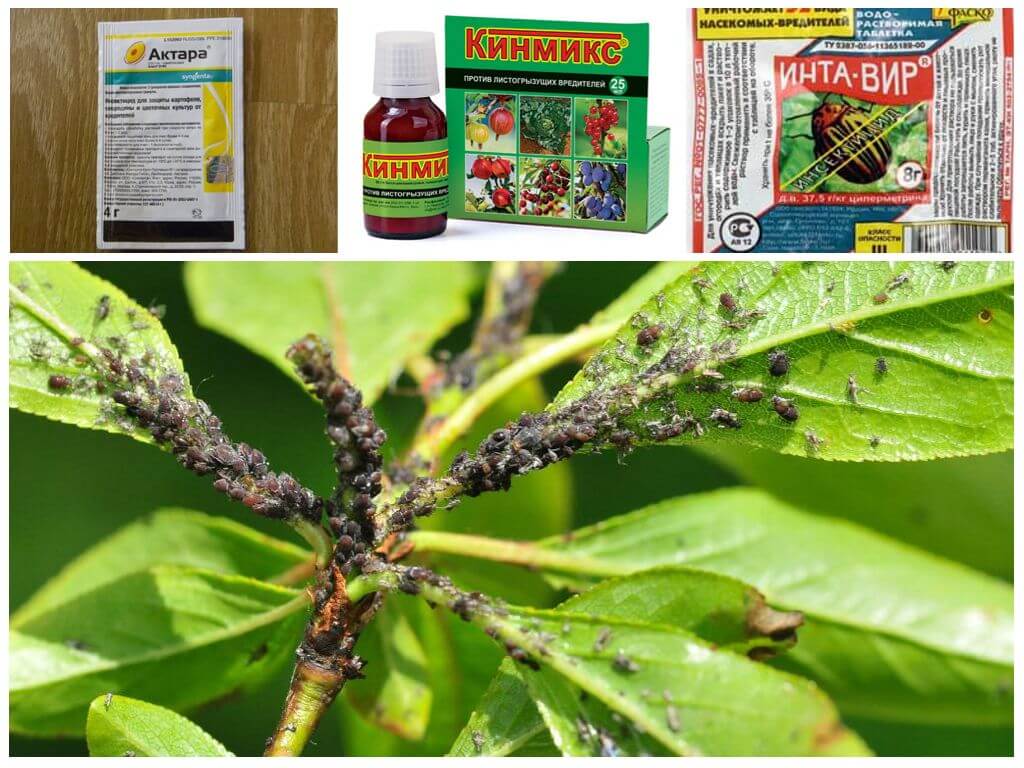 Опасный враг комнатных растений — щитовка. причины появления вредителя, методы борьбы, профилактика