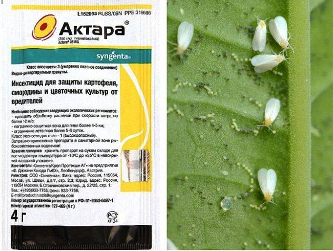 Белокрылка: как избавиться, в теплице, на томатах, на помидорах, на цветах, на клубнике, на комнатных растениях, средство борьбы, препараты против нее, чем обработать, что делать