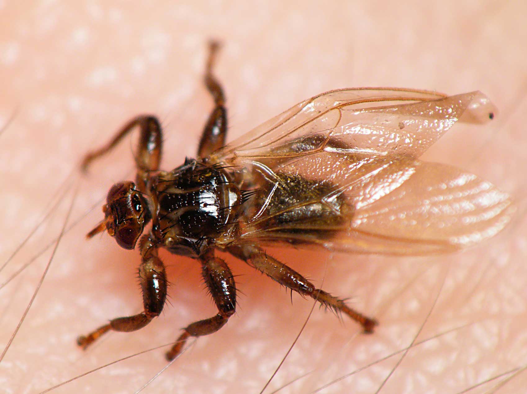 Лосиные мухи: особенности и способы борьбы с ними