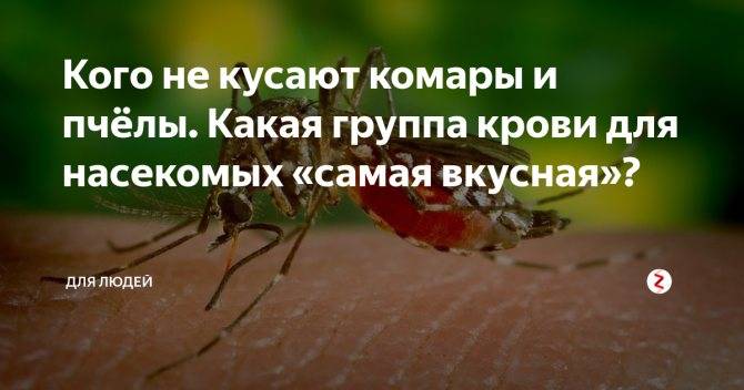 Кого чаще всего кусают комары: группа крови и другие факторы