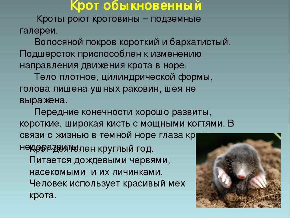 Сообщение про крота ️ описание млекопитающего, чем питается