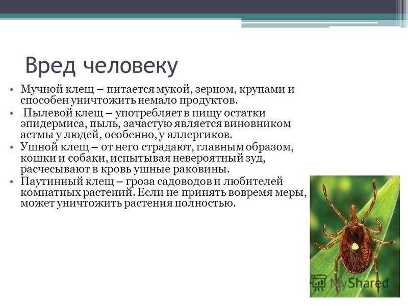 Иксодовый (энцефалитный, таежный, собачий) клещ – описание с фото, +места обитания, +виды, +жизненный цикл
иксодовый (энцефалитный, таежный, собачий) клещ – описание с фото, +места обитания, +виды, +жизненный цикл
