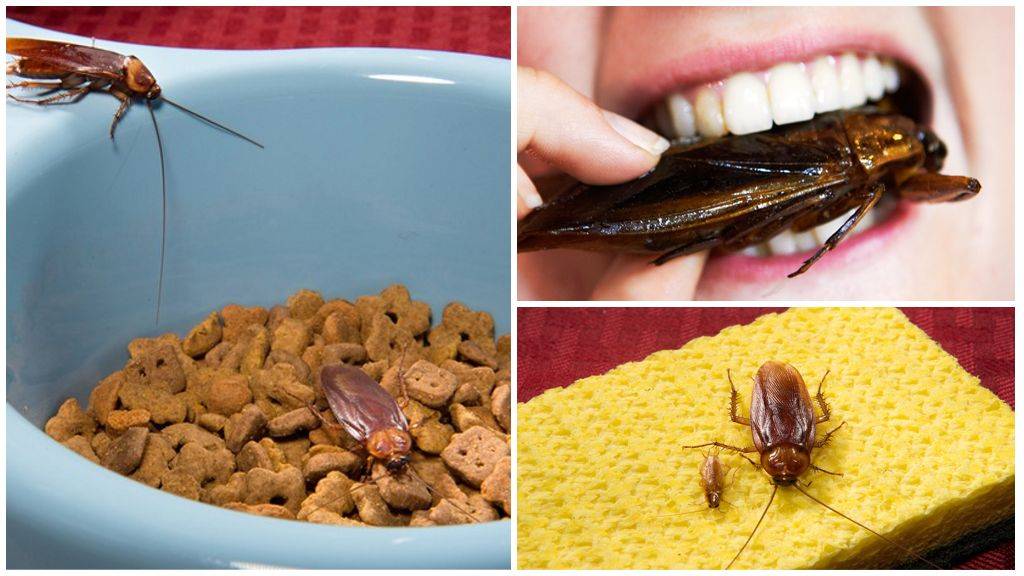 Сколько живут тараканы домашние без еды, воды и головы