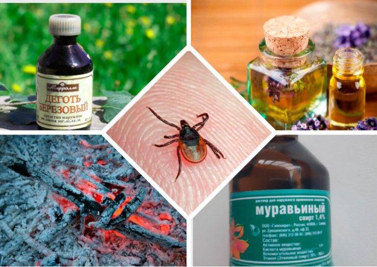9 лучших эфирных масел от комаров