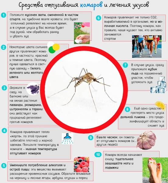 Давайте узнаем, сколько живет комар после укуса человека