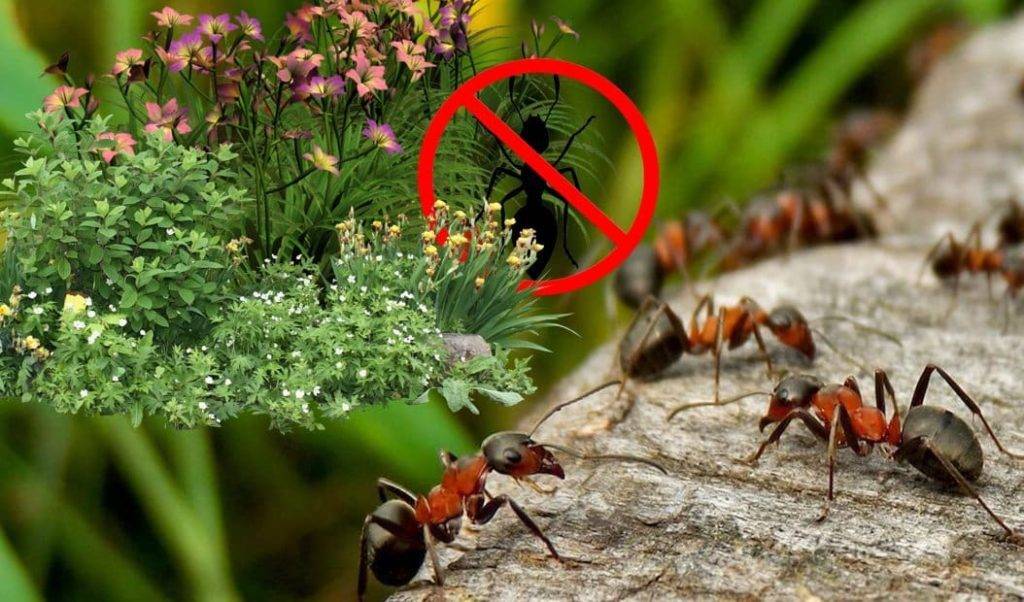 Легкое избавление от насекомых, используя то, что не любят муравьи