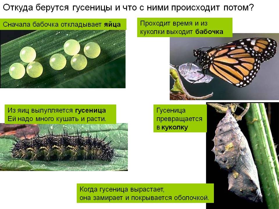 Как вывести из гусеницы бабочку или мотылька