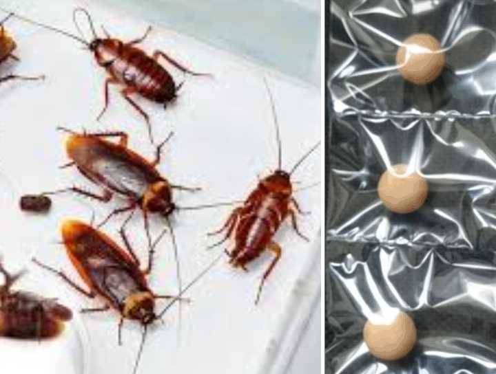Как вытравить тараканов в квартире в домашних условиях