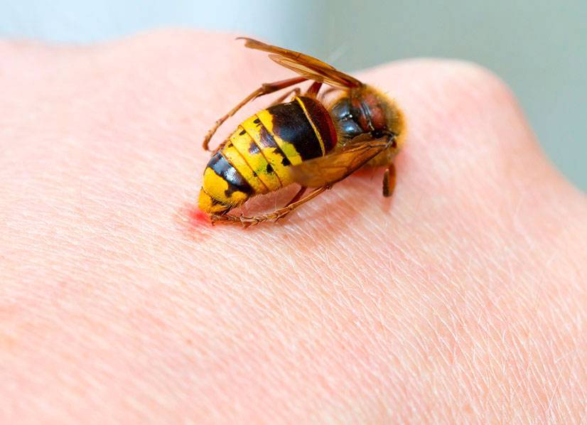 Почему пчела умирает после укуса