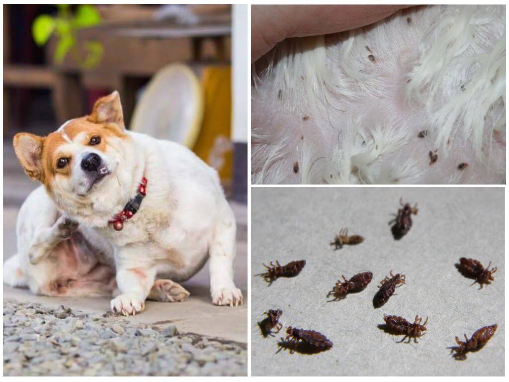 Собачьи блохи: чем опасны, способы выведения насекомых