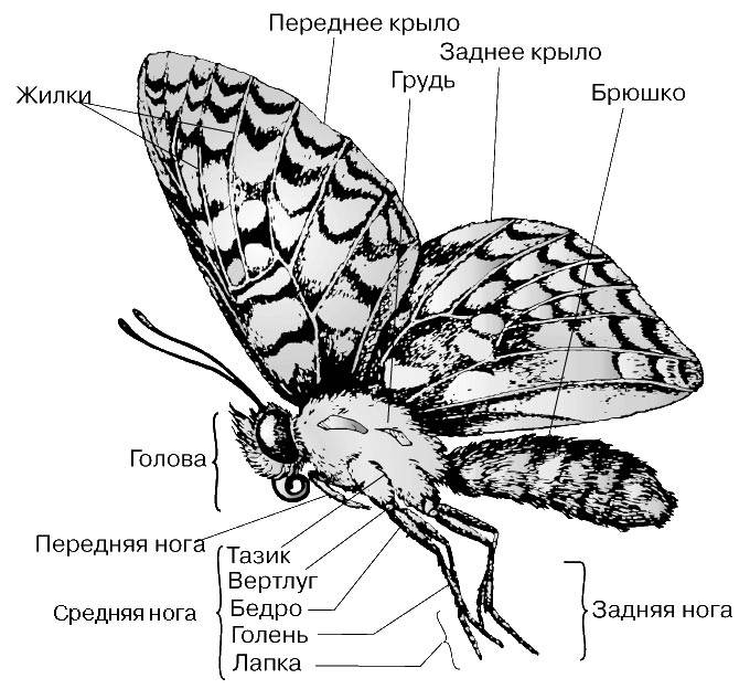 Сколько бабочек на картинке