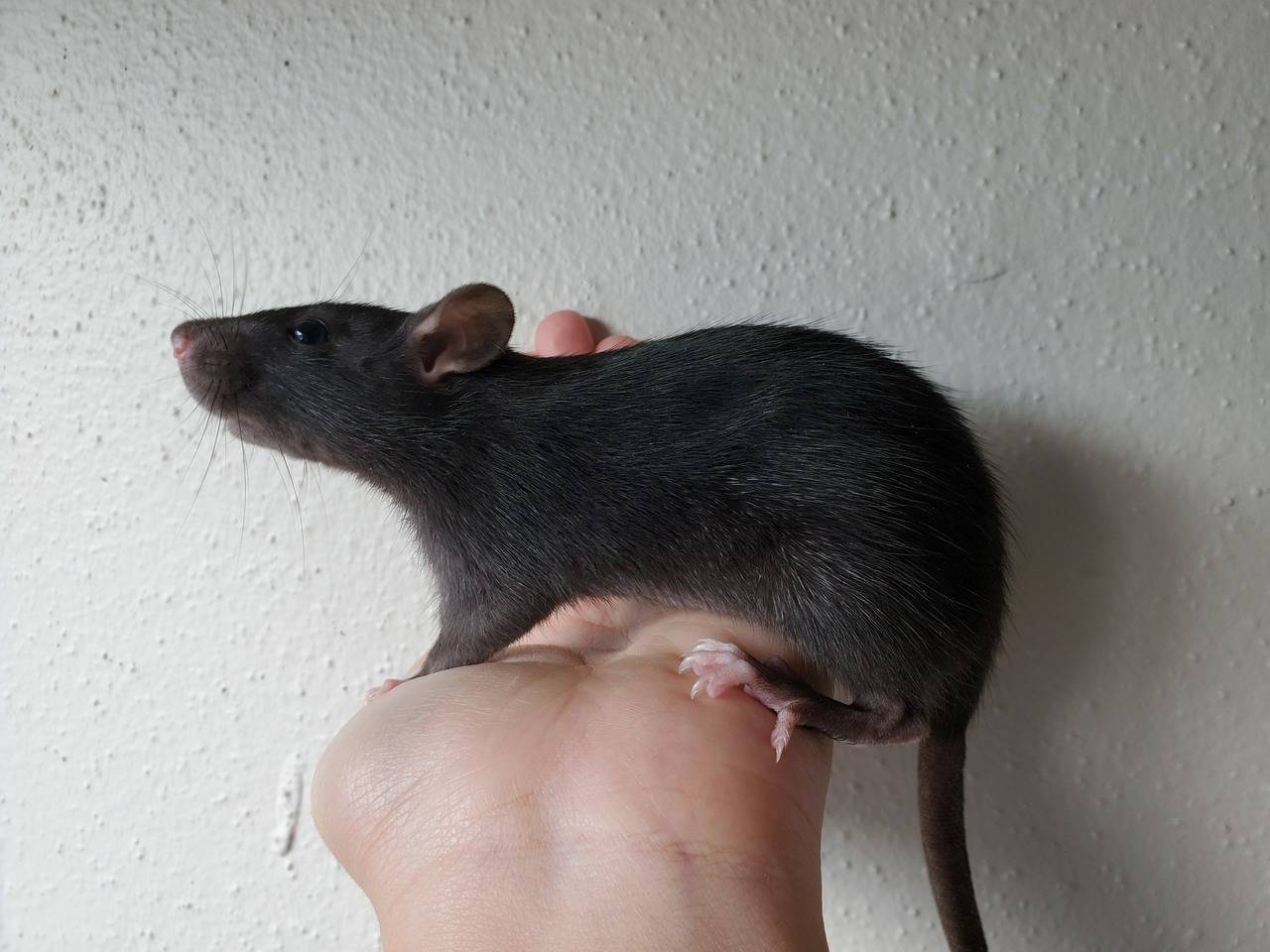 Черная крыса: интересные факты о жизни этого грызуна — «vexsi» журнал — обо всём!