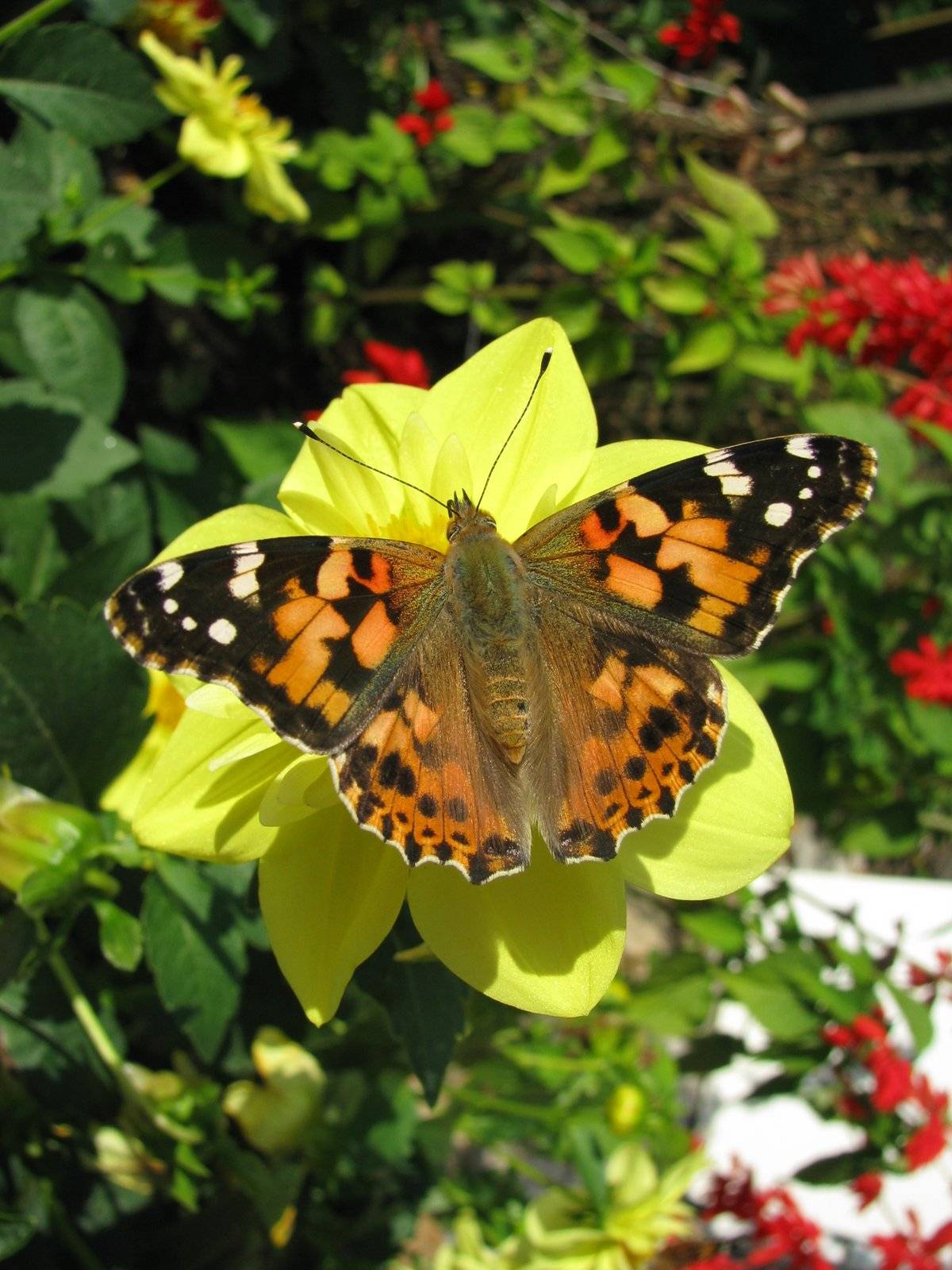 Бабочка репейница – интересные подробности жизни